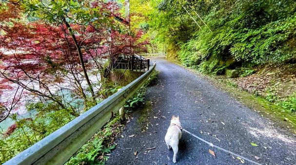自然公園を歩くフレブル 自然公園を歩くフレブル フレンチブルドッグ,犬,公園の写真素材