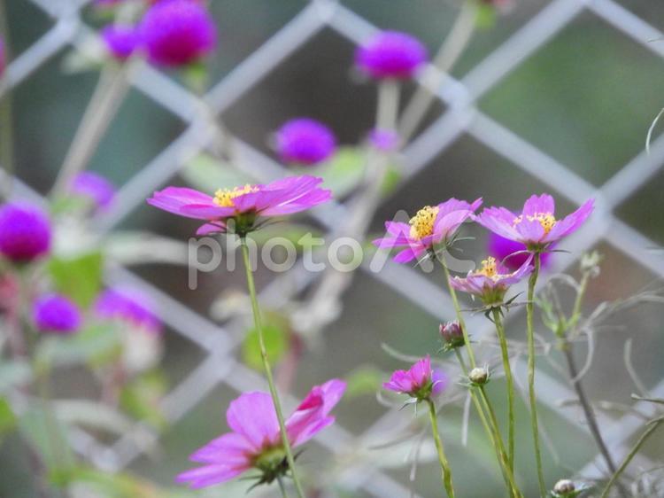 花のある風景 風景,花,コスモスの写真素材