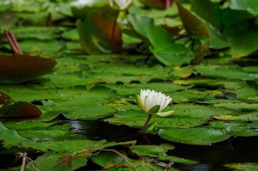 Photo, early summer, flower, water lily, 