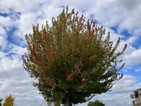 秋の青空と紅葉した街路樹 街路樹,紅葉,秋の写真素材