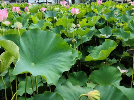 秋田にある美しい蓮の花畑 秋田にある美しい蓮の花畑 秋田,蓮,花畑の写真素材