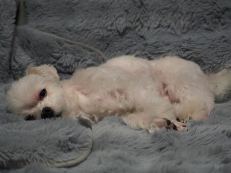 眠い…起こさないで… かわいい,癒し,動物の写真素材