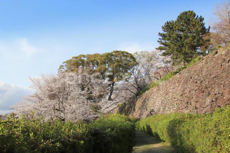福岡市の福岡城の石垣と満開の桜 福岡市,福岡城,満開の写真素材