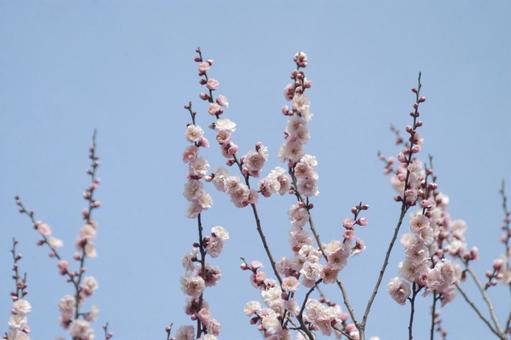 梅の花 花,ピンク,梅の写真素材