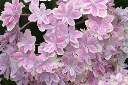 アジサイの花 アジサイの花 植物,花,花びらの写真素材