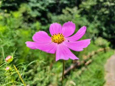 コスモスの花一輪 秋桜,花,一輪の写真素材
