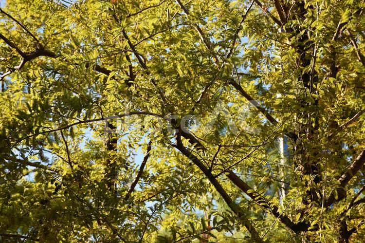 秋の木々の葉 葉,秋景色,木の写真素材