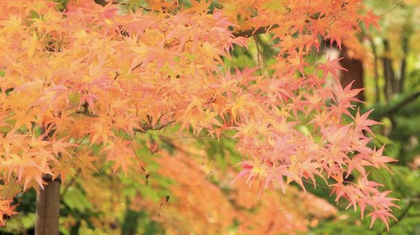 11月の河口湖もみじ回廊の紅葉 紅葉,秋,もみじの写真素材