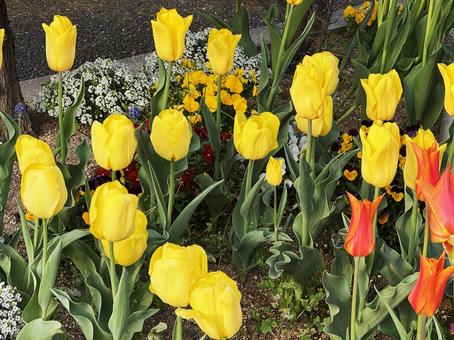 tulips, JPG