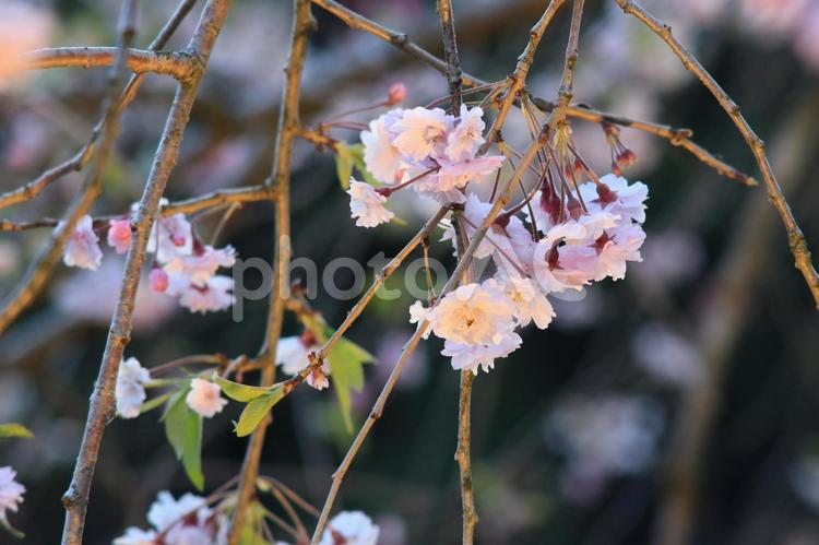 竹田のしだれ桜1 しだれ桜,夜桜,さくらの写真素材