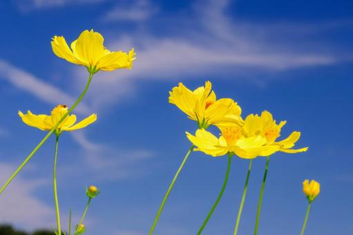 Yellow Cosmos 5, JPG