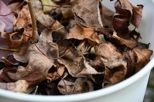 枯葉の中のバッタ 枯葉,落ち葉,バッタの写真素材