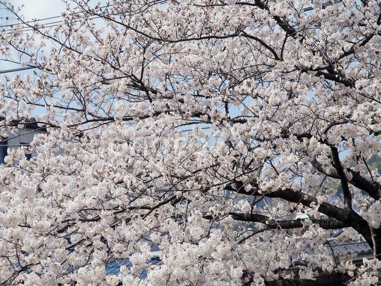 満開の桜・ソメイヨシノ 桜,さくら,春の写真素材