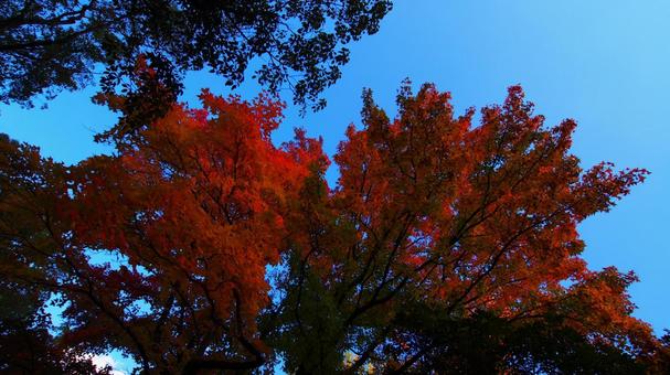 青空vs真っ赤!紅葉 青空vs真っ赤!紅葉 秋,10月,11月の写真素材