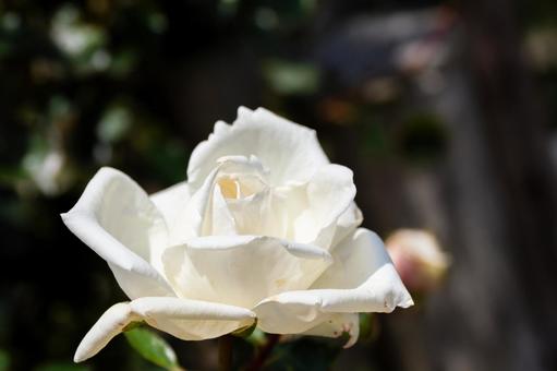 Zao Roses (86), JPG Zao Roses (86), JPG