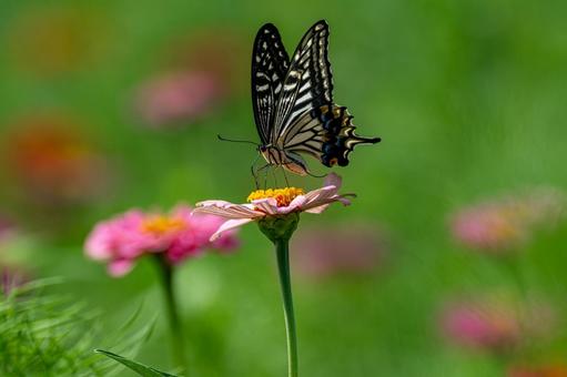 百日草の蜜を吸うアゲハ蝶 百日草の蜜を吸うアゲハ蝶 アゲハ蝶,昆虫,百日草の写真素材
