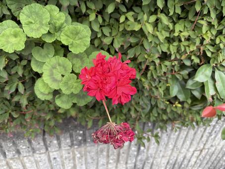 花 花 花,植物,綺麗の写真素材