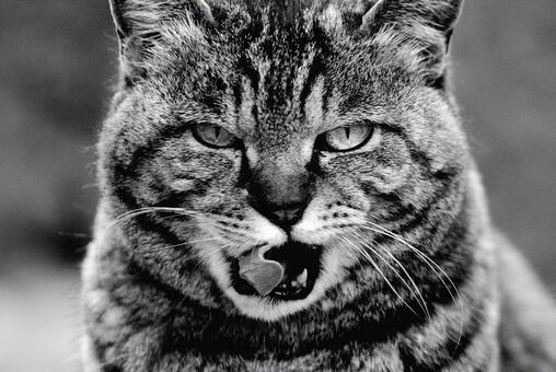 野良猫のポートレート 猫,野良猫,ねこの写真素材