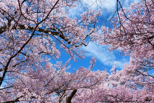 高遠城址公園の桜 さくら,桜,春の写真素材