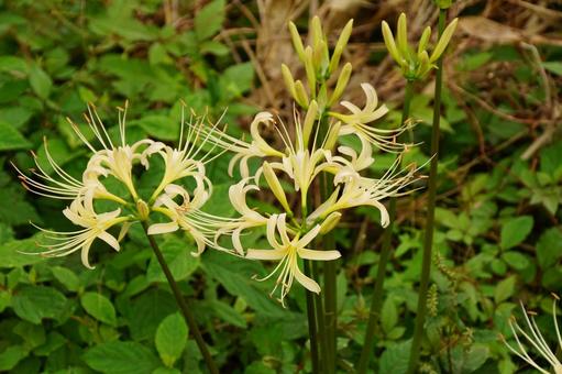 曼殊沙華 曼殊沙華 彼岸花,白,植物の写真素材