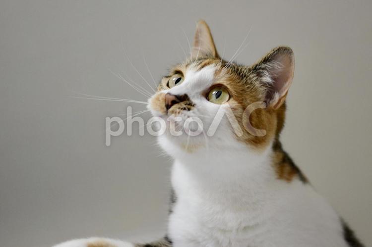おもちゃを見ている三毛猫 猫,三毛猫,ペットの写真素材