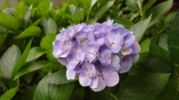 ハート紫陽花 ハート紫陽花の写真