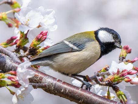 桜とシジュウカラ 桜とシジュウカラ シジュウカラ,野鳥,鳥の写真素材