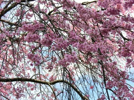 清水公園の桜-49 清水公園の桜-49 清水公園,千葉県野田市,桜の木の写真素材