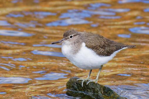 秋の水辺にいるイソシギ イソシギ,磯鴫,シギの写真素材