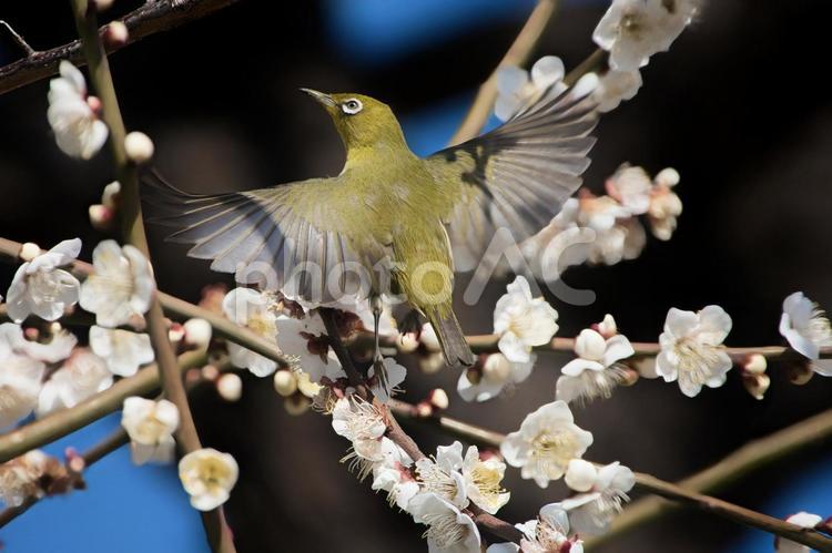 きれいに咲いた梅の花と飛び立つメジロ メジロ,梅,青空の写真素材
