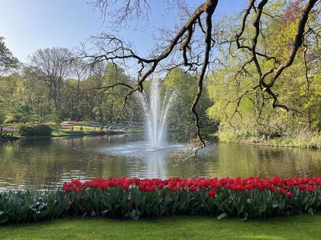 キューケンホフ公園 キューケンホフ公園 キューケンホフ,チューリップ,アムステルダムの写真素材