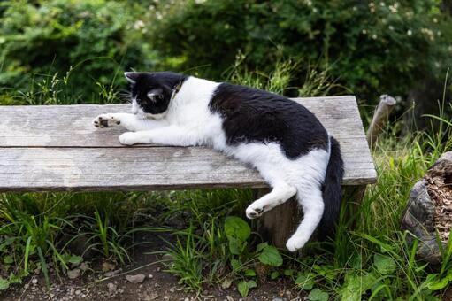 ベンチで伸びをする猫 雲取山,猫,ハチワレ猫の写真素材