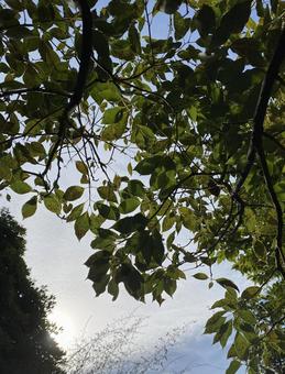 空と木　光１ 木,自然,空の写真素材