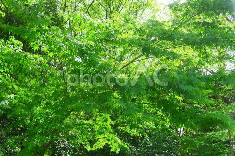 カエデの新緑まぶしい林 カエデ,緑,新緑の写真素材