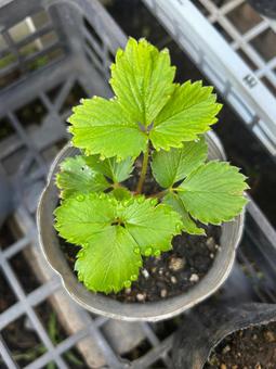 家庭菜園のいちごの苗の栽培 家庭菜園のいちごの苗の栽培 いちご,苗,育苗の写真素材