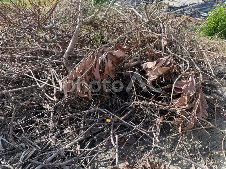 枯れ木処分　伐採　伐採枝　処分方法 枯れ木処分,伐採,伐採枝の写真素材