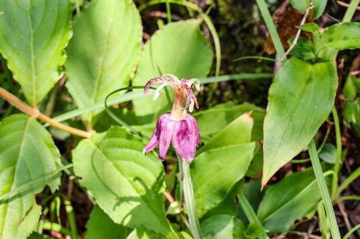 ヤマホトトギスの花 ヤマホトトギスの花 ヤマホトトギス,杜鵑草,トリキルティスの写真素材