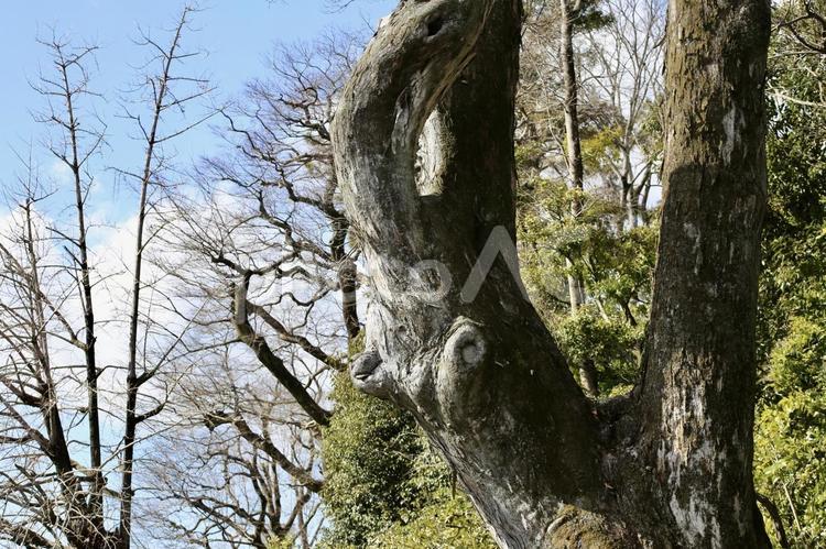 歴史を感じる大木 自然,木,大きな木の写真素材