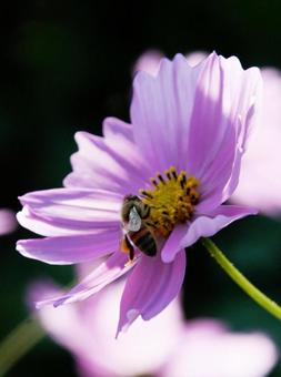 Photo, cosmos, fall color, 8 petals, 