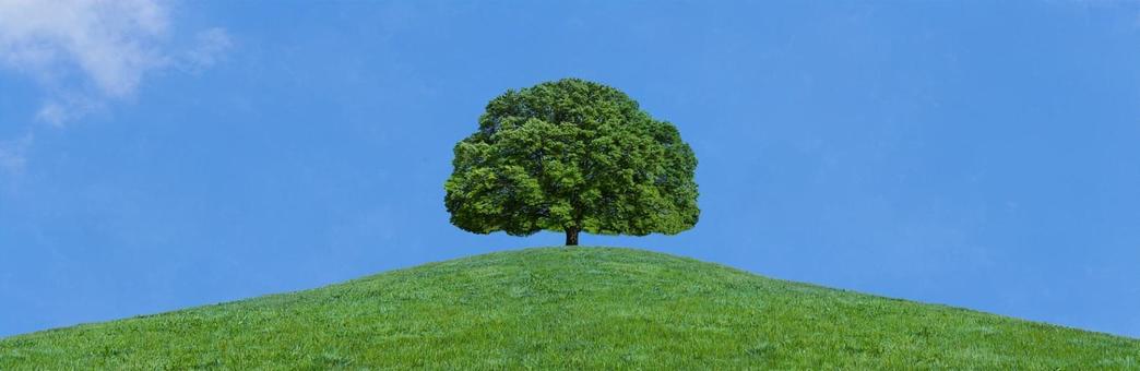 木　緑の丘 木,公園,森の写真素材