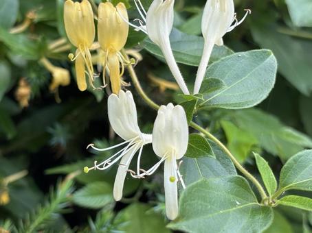 スイカズラの花。 スイカズラの花。 スイカズラ,白い花,黄色の花の写真素材