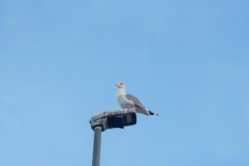 街灯の上で辺りの様子を伺うセグロカモメ 街灯の上で辺りの様子を伺うセグロカモメ セグロカモメ,渡り鳥,冬鳥の写真素材