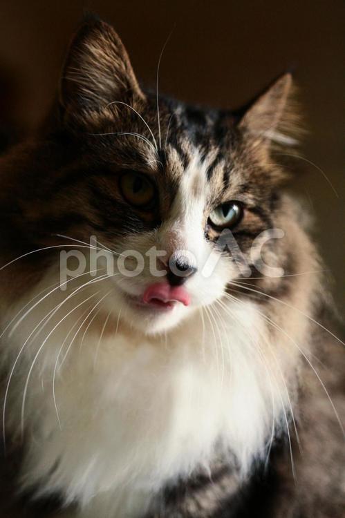 舌を出す猫 猫,ねこ,ネコの写真素材