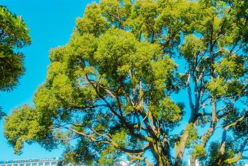 【熊本】白川公園 【熊本】白川公園 熊本,白川公園,公園の写真素材