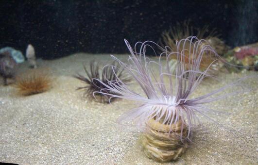 Photo, aquarium, sea anemones, sea, 