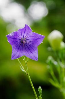 キキョウ⑹ キキョウ⑹ 花,植物,キキョウの写真素材