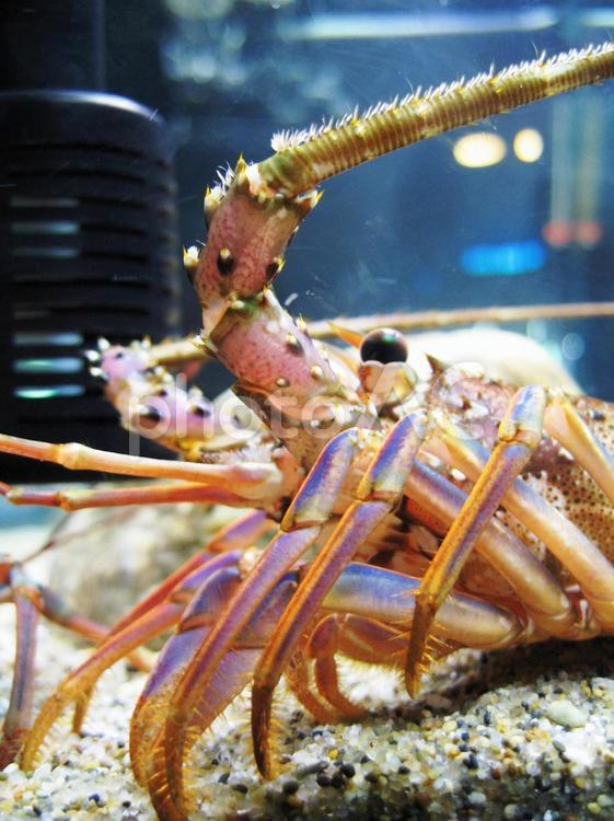 伊勢海老 伊勢海老,海老,食べ物の写真素材