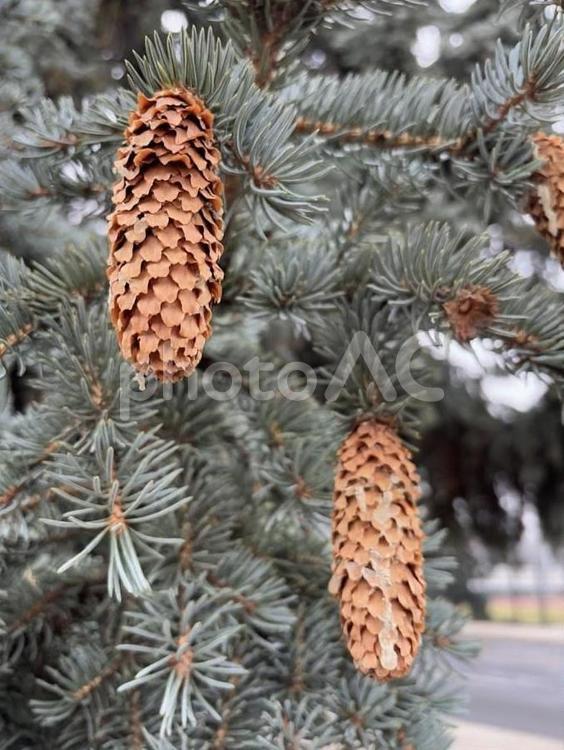 冬のもみの木の実 クリスマス,ツリー,クリスマスツリーの写真素材