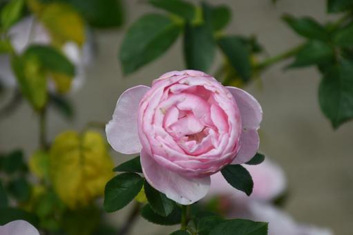 丸い薔薇の写真