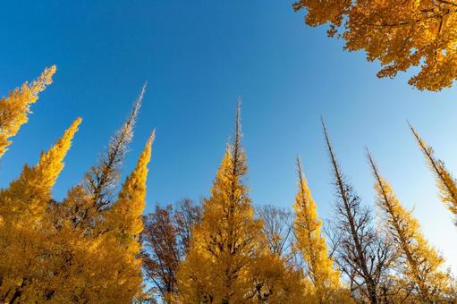 神宮外苑いちょう並木の黄葉2 黄葉,イチョウ並木,神宮外苑の写真素材